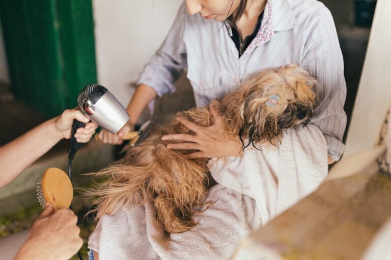 Cut your dog’s hair: how to mow your dog?