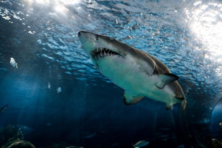The great white shark, shark in real danger