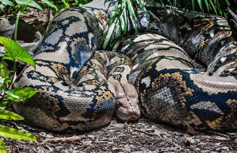 THE ANACONDA :  learn all about it
