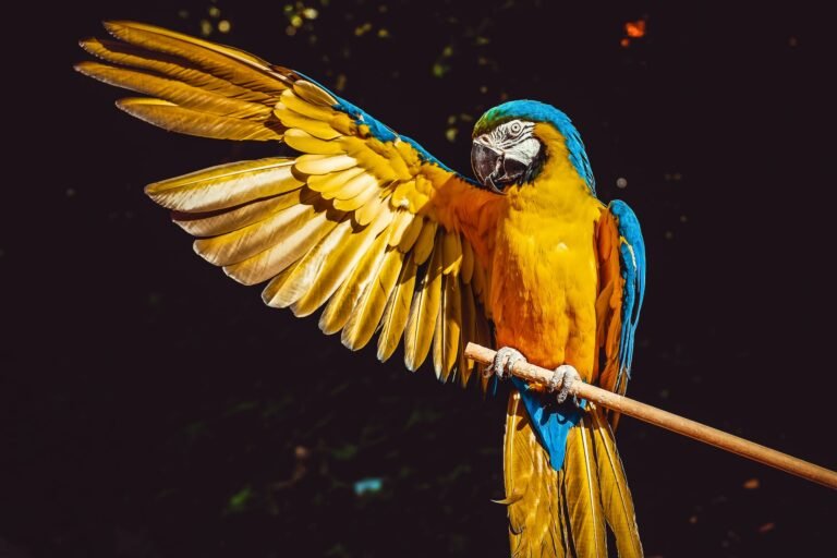 Macaw Bird  (Parrot) Diet, Habitat, & Facts