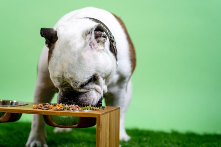 Need Tips For Puppy food?
