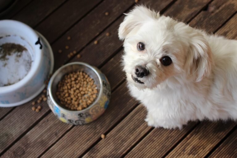 What age can I give my dog kibble?