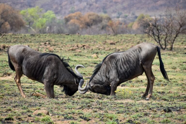 know more about the wildebeest