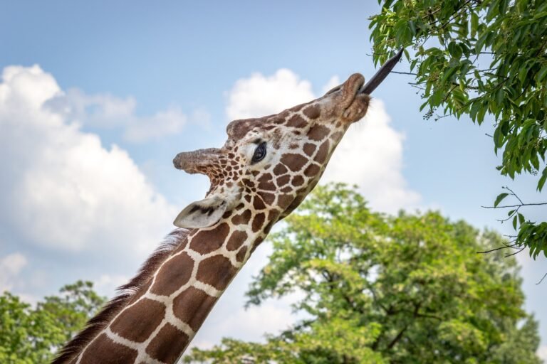 Interesting facts about giraffes that no one knows