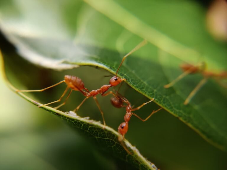 Ant insect : informations you need to know