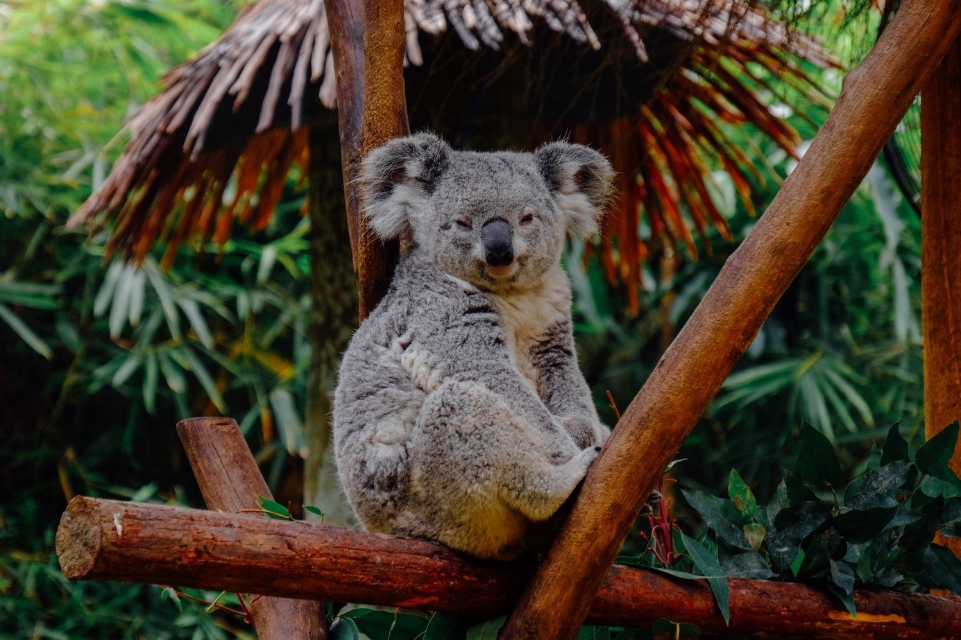 Koala: everything you need to know , an emblem of Australia
