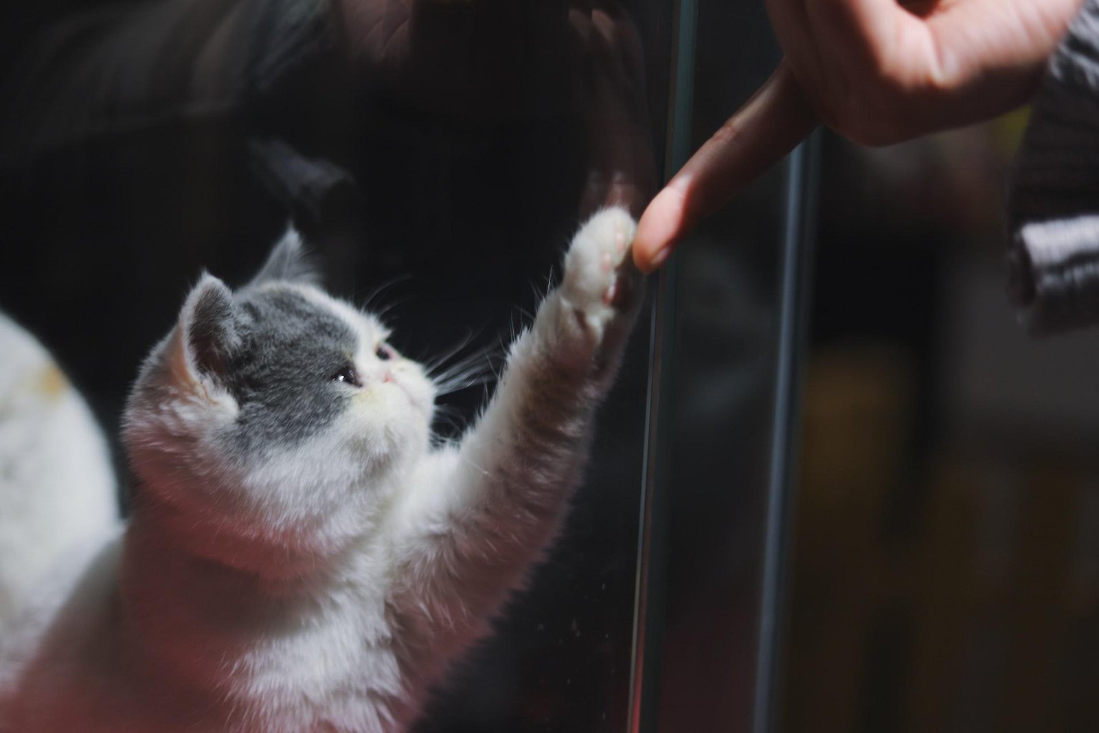 Tips to Teach Your Cat to Do Tricks