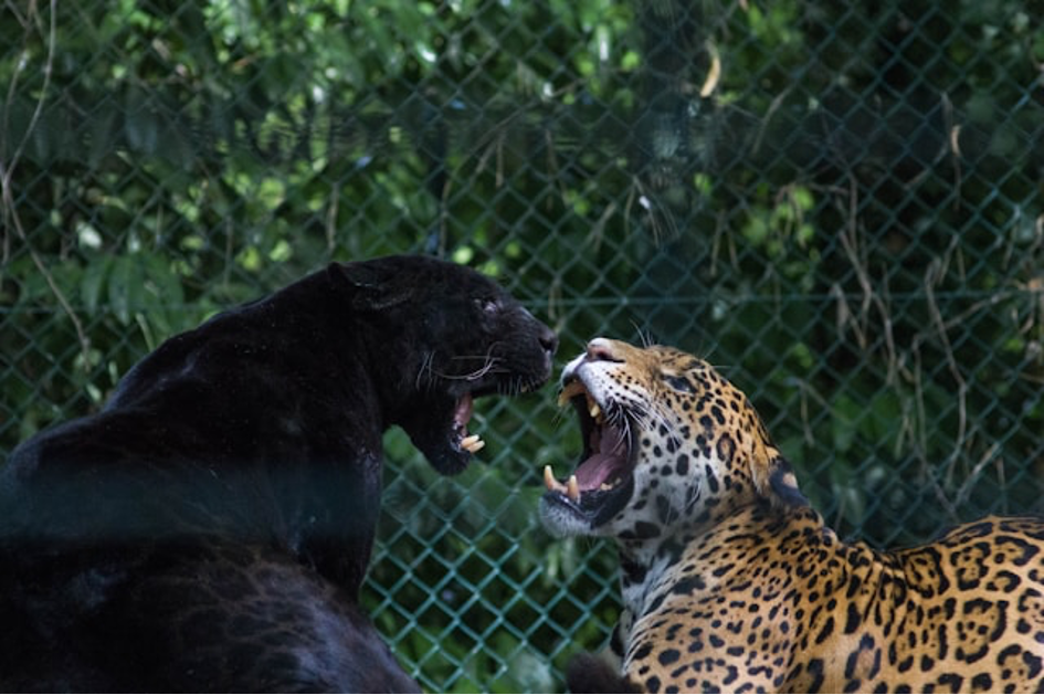 Fun Truths Around Jaguars you need to know